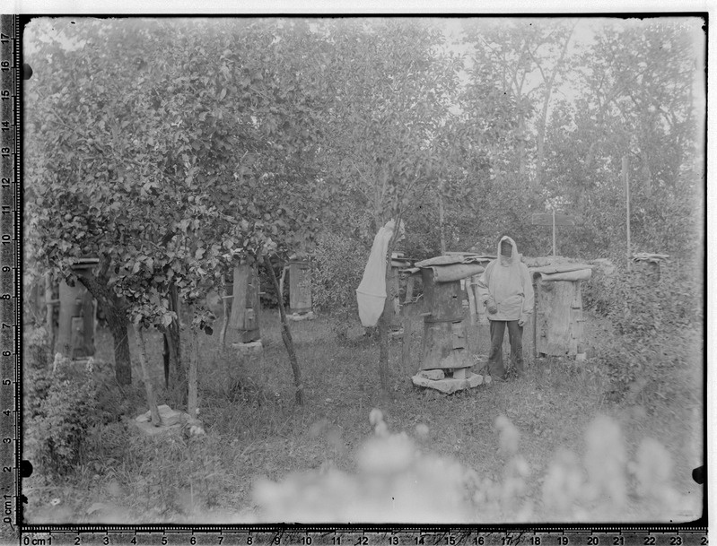 Aed mesipuudega, Kaarma köster M. Kallas oma mesipuuaias 1894
