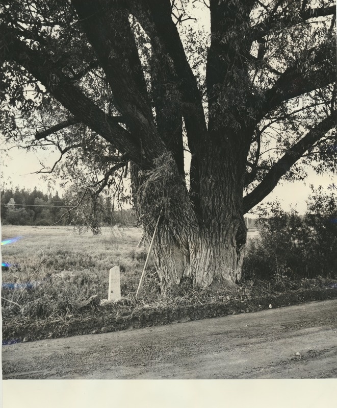 Hõbepajud Porkuni järve ääres