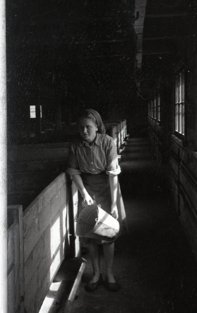 Eha Rand Kungla kolhoosis sigu söötmas