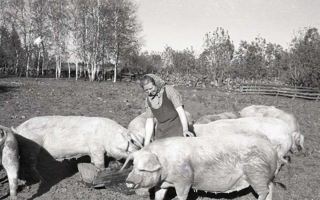 Tuleviku kolhoosi sead