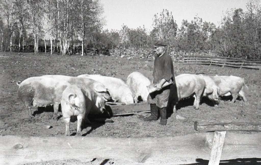 Tuleviku kolhoosi seafarm