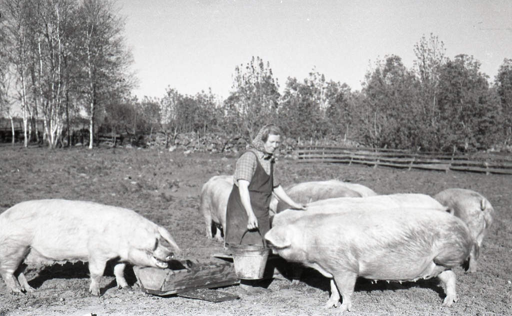 Tuleviku kolhoosi seafarm