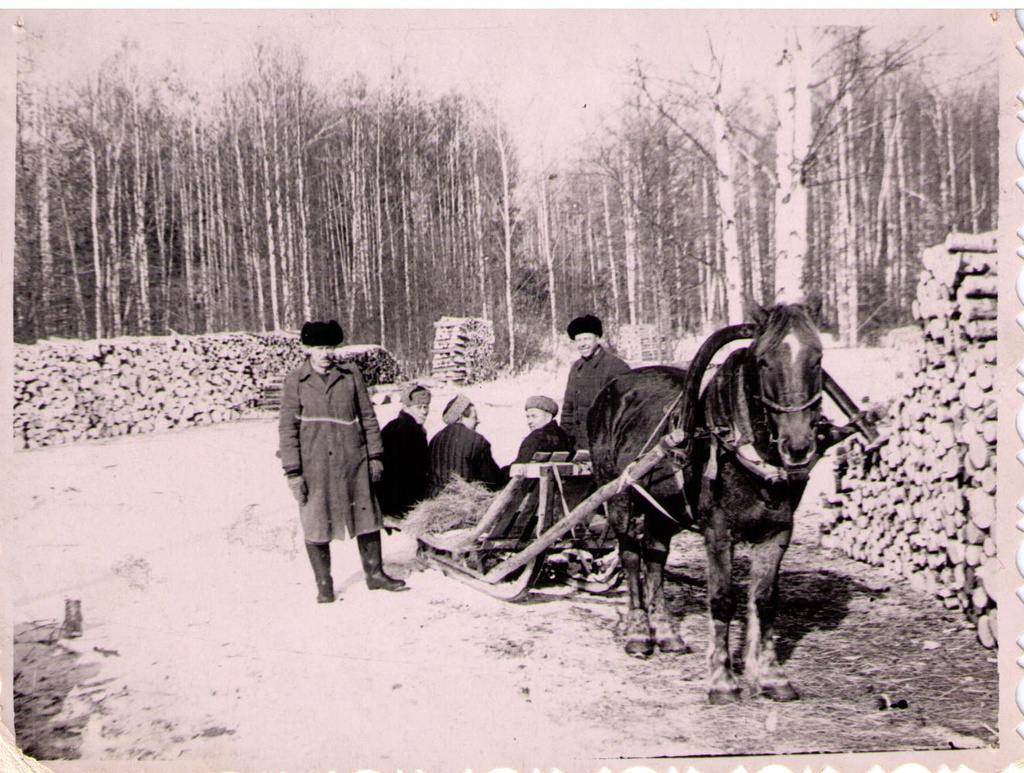 Alutaguse Metsamajand. Miilaoja vaheladu 1960.a., metsamaterjali koondamine.