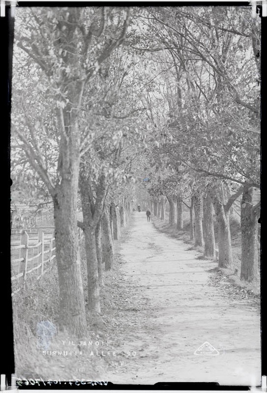 fotonegatiiv, Viljandi, Surnuaia allee