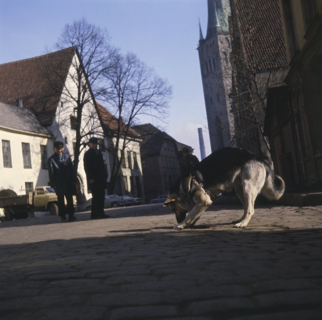 Dogs working in the gas emergency service.