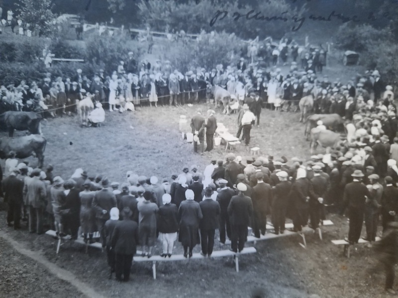 Lüpsivõistlused Saaremaa põllumajandusnäitusel