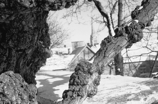 Old Tallinn. Jändrik tree in Toompea.