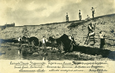 Sõrulased Ohessaare pangal adru kogumas  duplicate photo