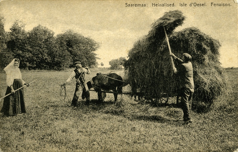 Heinalised Saaremaal