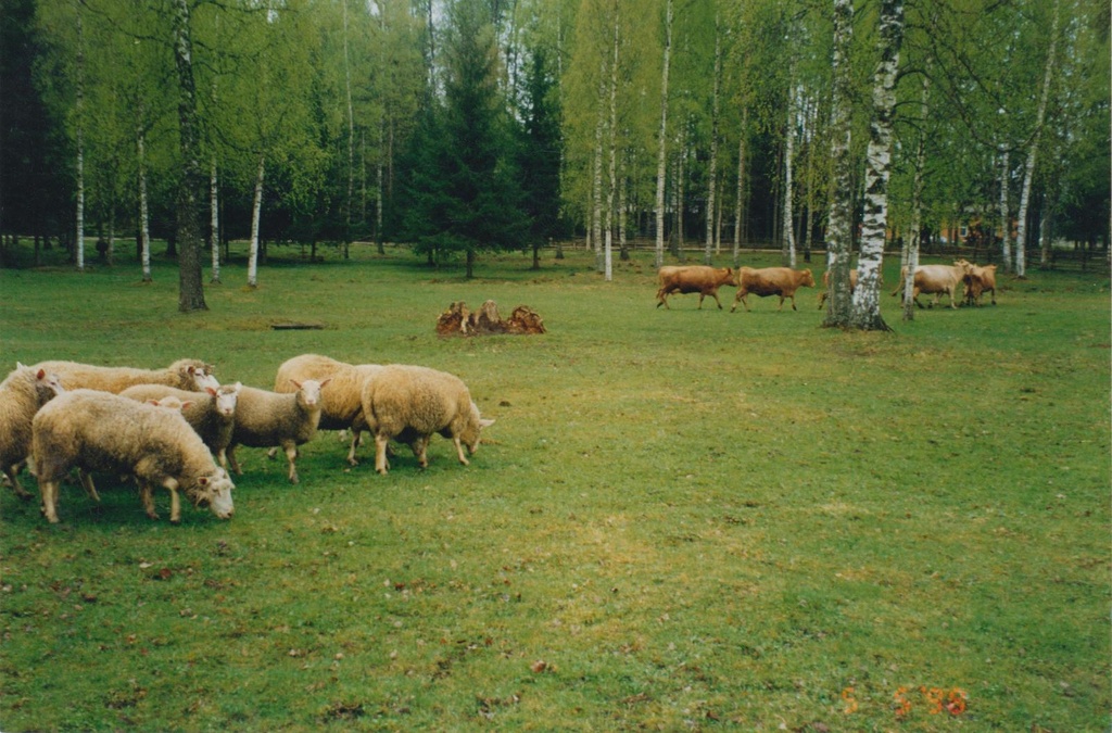 Kurgja lambad.