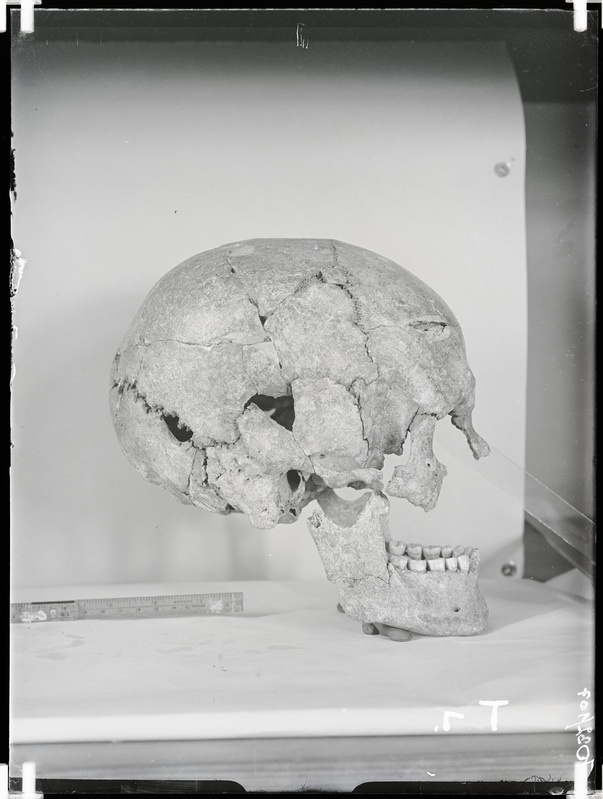 Arheoloogilised kaevamised. Loomõisa kivikirstkalmete leiukoht (Toomani talu). Kivikirstkalmest leitud kolju külgvaates.