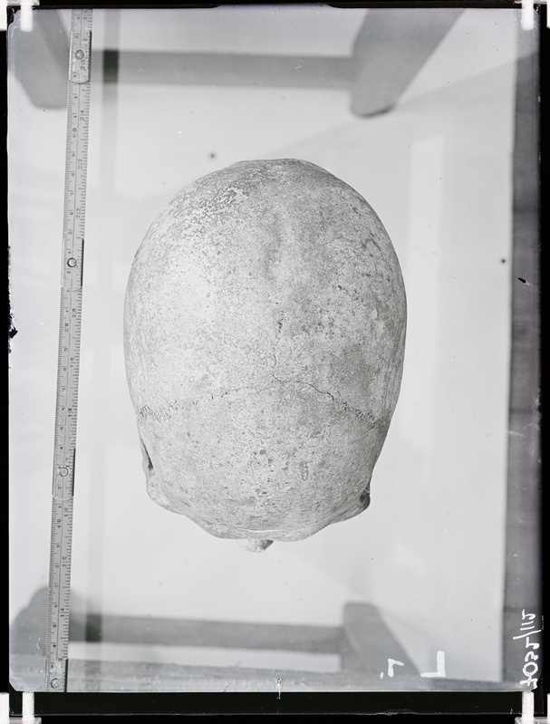 Arheoloogilised kaevamised. Loomõisa kivikirstkalmete leiukoht (Leoke talu). Kivikirstkalmest leitud kolju