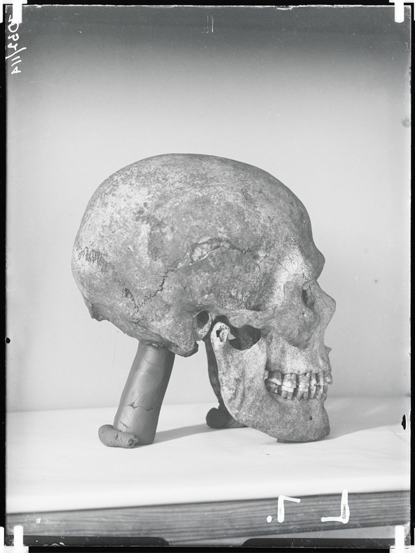 Arheoloogilised kaevamised. Loomõisa kivikirstkalmete leiukoht (Leoke talu). Kivikirstkalmest leitud kolju