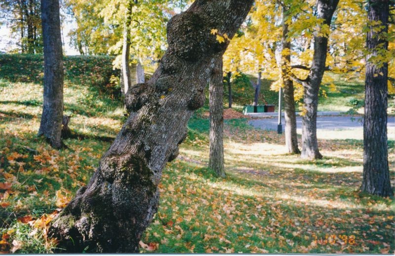 Värvifoto. Haapsalu piiskopilinnuse põlispuud . 1998.