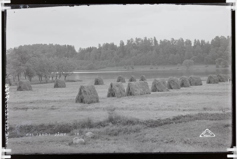 fotonegatiiv, Viljandi järv, heinamaa