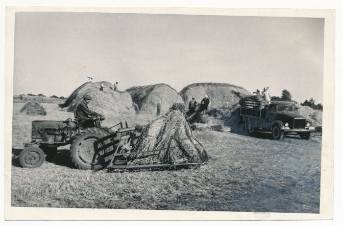 Foto. Lihula raj. kolhoosi "Säde"viljakoristustöödel. Fotogr. V. Samussenko. 1955.