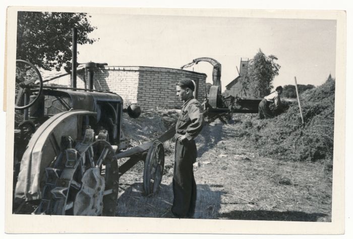 Foto. Silo valmistamine Lihula raj. Ždanovi nim. kolhoosis. Fotogr. V. Samussenko. 1955