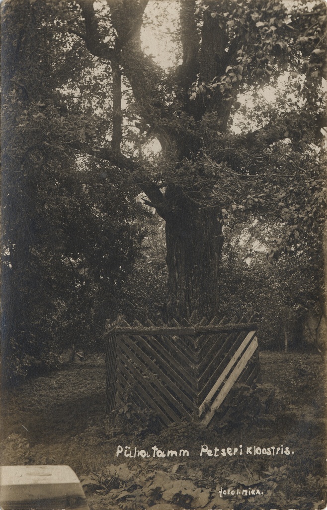 Holy oak in the Petser monastery