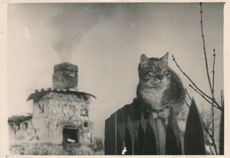 Foto. Juri Nazarovi kogu. Kass istub aia otsas, tagaplaanil suitsev ahervare