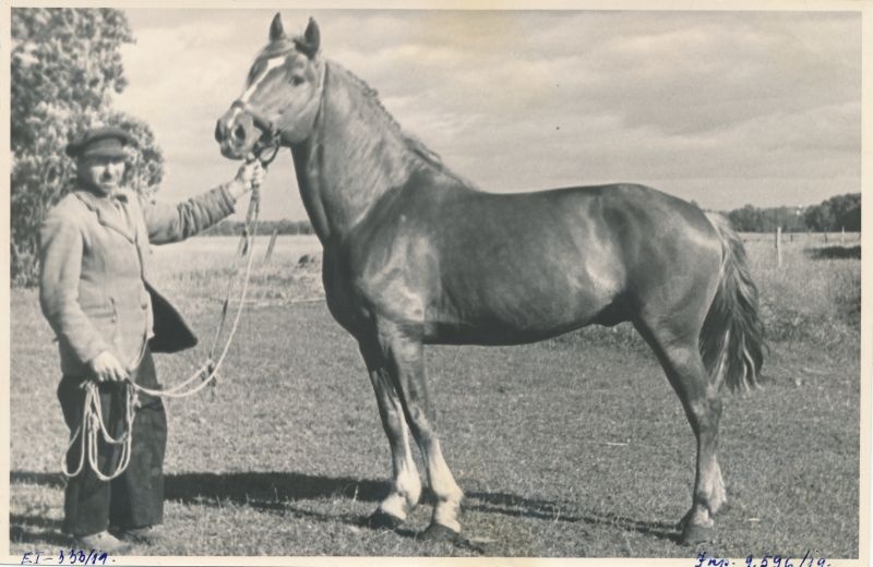 Foto. ETA kogu Kirbla valla Võidulipu kolhoosi tallimees P. Alasi Tori tõugu täku Majoriga 1950