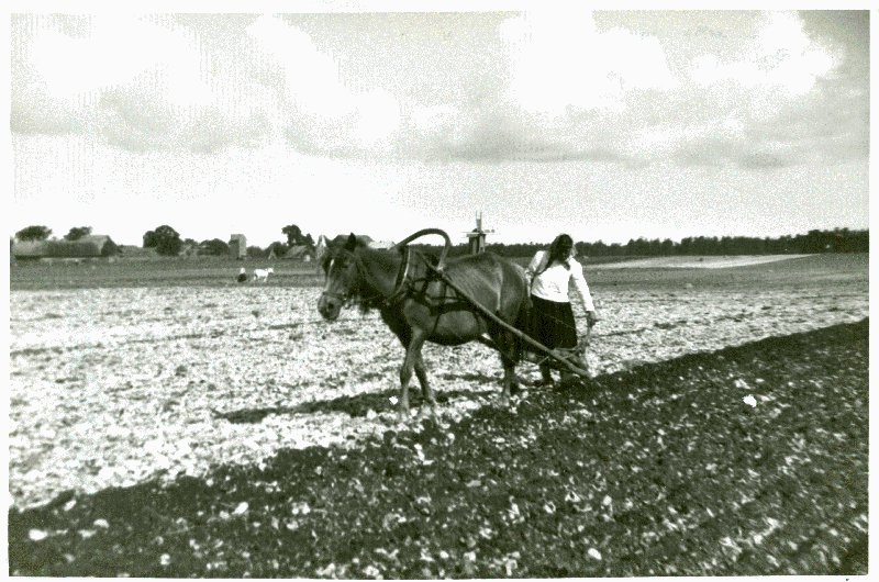 Foto. Naised künnavad hobustega põldu. Rumpo.  Albumis Suvemälestused Vormsilt. 1933/34. Foto: J.F. Luikmil.