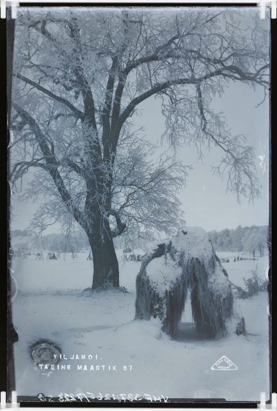 fotonegatiiv, Viljandi järveäärne heinamaa (talvel)