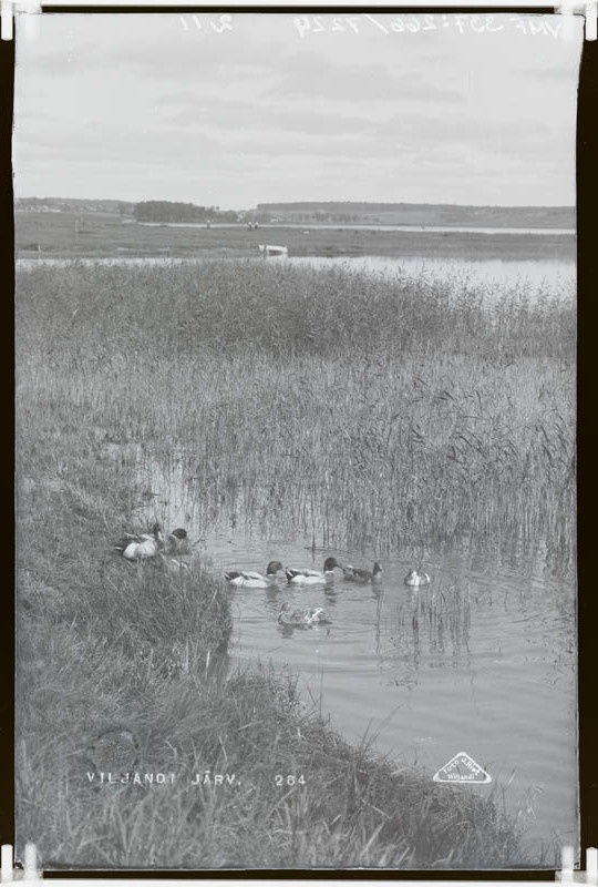 fotonegatiiv, Viljandi järv kitsaskaela juures, pardid