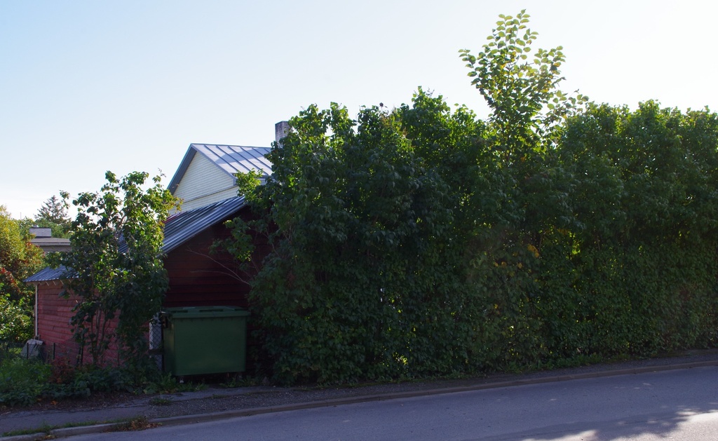 Rakvere Aia tänav rephoto