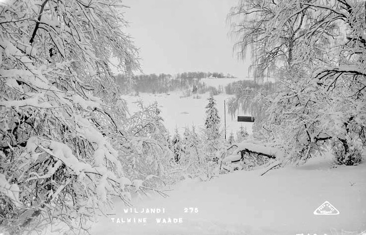 fotonegatiiv, Viljandi, Talvine vaade lossimägedest (puud, heinamaa, järv, vastaskallas).