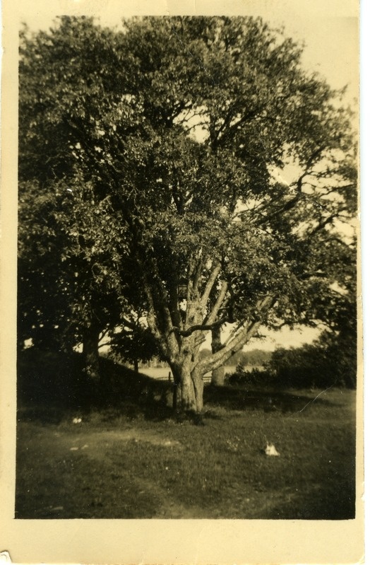 Vana poopuu Käesla koolimaja õues