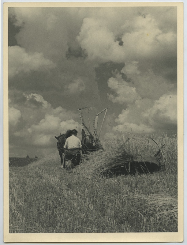 Viljalõikus kahe hobusega niidumasinaga