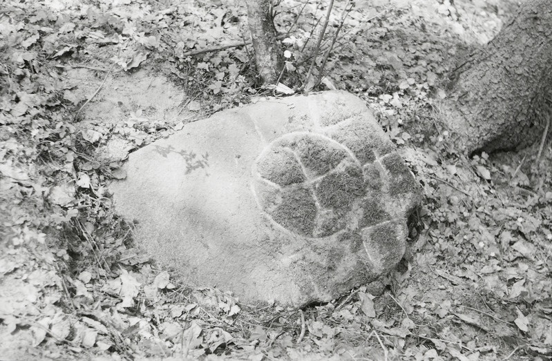 negatiiv, Viljandimaa, Mustlasmägi, Härjakoorma mets, ristiga kivi 1971 F A.Kiisla