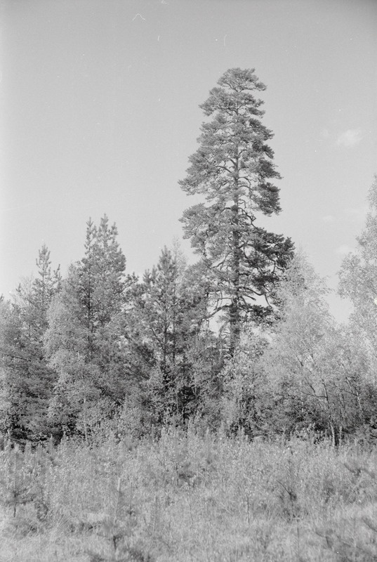 negatiiv, Viljandimaa, Kõpu Vainristi mänd 1959 F A.Kiisla