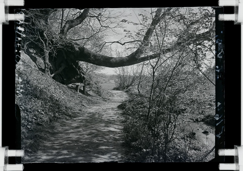 klaasnegatiiv Viljandi, Valuoja org, kõver puu, pink 1935 F T. Parri