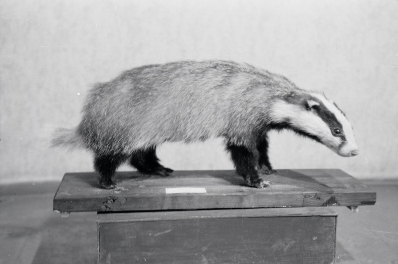 fotonegatiiv, Viljandi muuseum, mäger, 1958, foto L. Vellema
