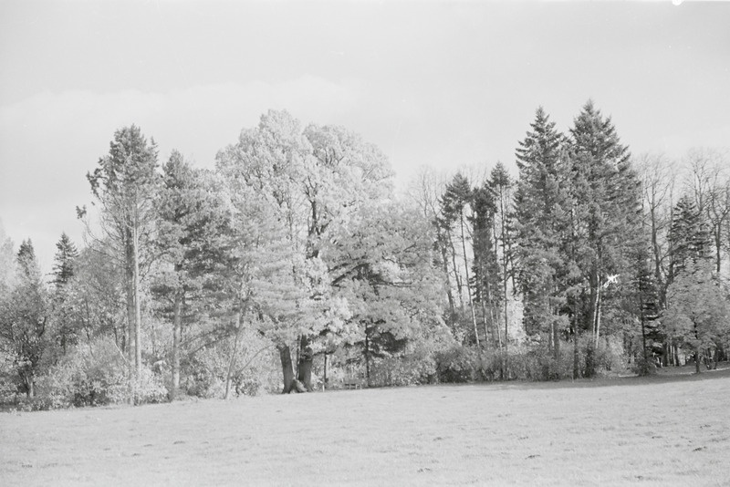 fotonegatiiv, Viljandimaa, Olustvere, tehnikumi park, 1964, foto A. Kiisla