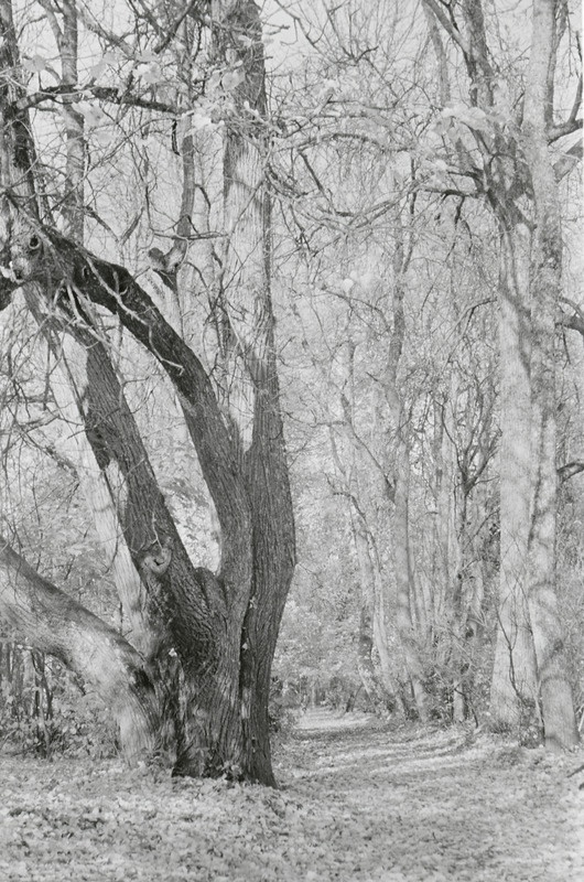 fotonegatiiv, Viljandimaa, Olustvere, tehnikumi park, 1964, foto A. Kiisla