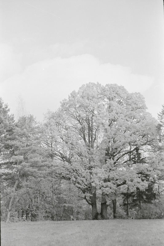 fotonegatiiv, Viljandimaa, Olustvere, tehnikumi park, 1964, foto A. Kiisla