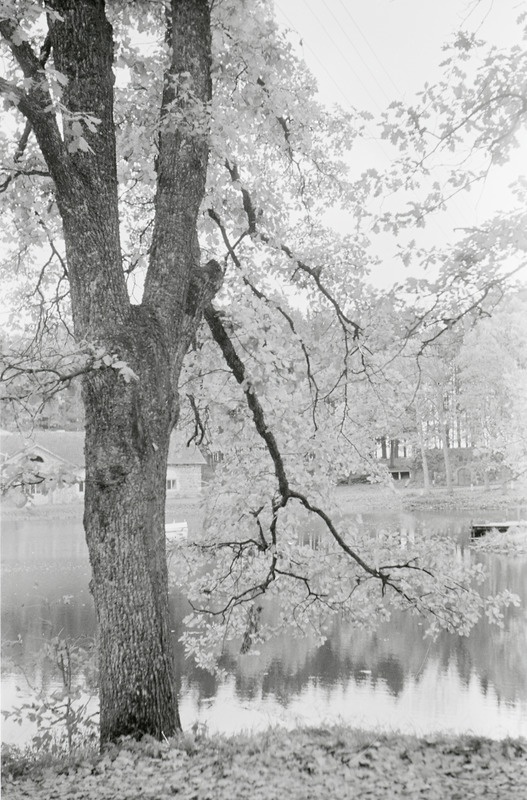 fotonegatiiv, Viljandimaa, Olustvere, tehnikumi park, 1964, foto A. Kiisla