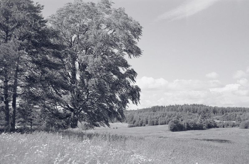 fotonegatiiv, Viljandimaa, Holstre (Laki) mäed, u 1960, foto A. Kiisla