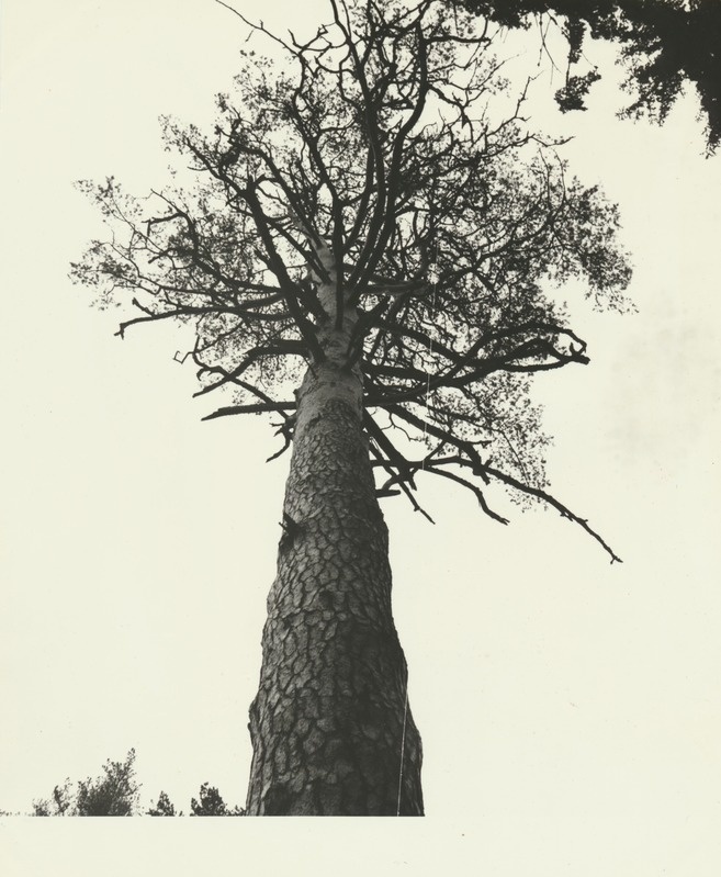 Mänd Põlula metskonnas