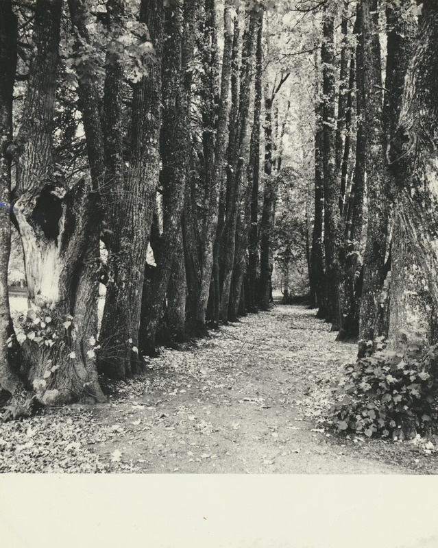 Põliste vahtrate ja pärnade allee Kandle pargis