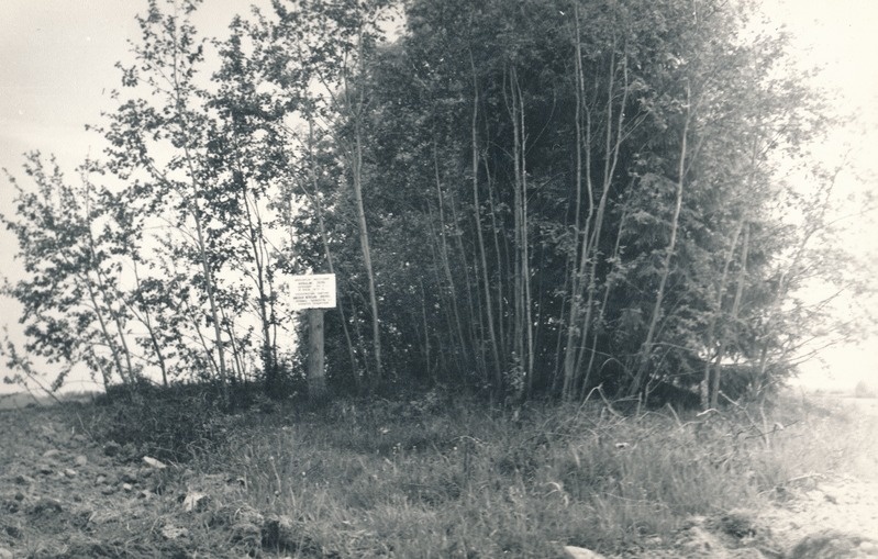 Kivikalme Rohu külas