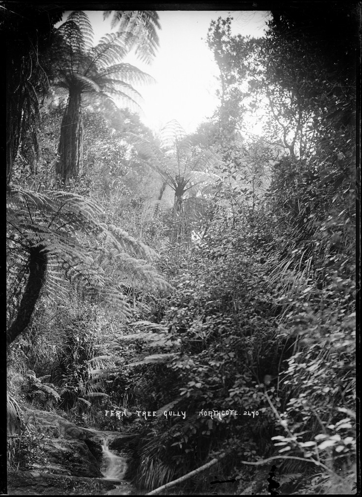 Fern Tree Gully, Northcote, Auckland