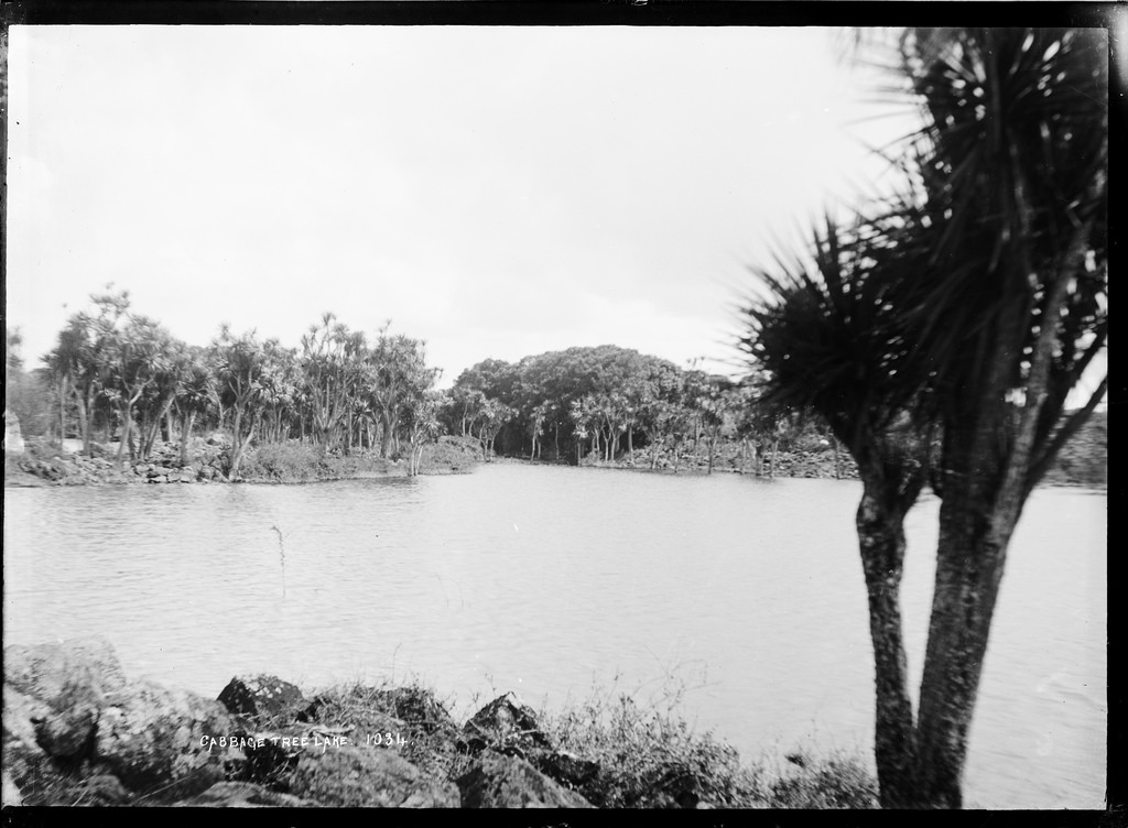View of Cabbage Tree Lake, Auckland