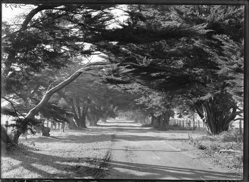 Avenue of trees in Parnell, Auckland
