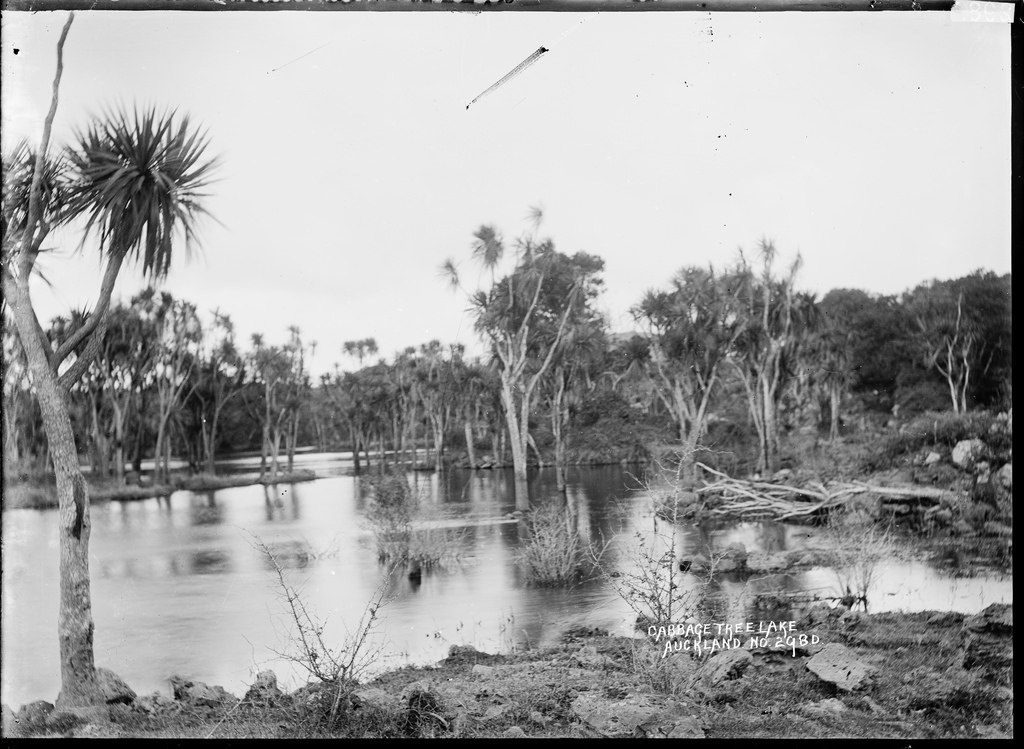 View of Cabbage Tree Lake, Auckland