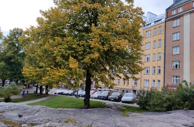 Agricolankatu 7, 9, 11 (=Fleminginkatu 2), 13. Taustalla Kallion kirkko, vasemmalla Karhupuisto. Kulmassa keskellä kangas- ja lyhyttavarakauppa J. E. Nikander. rephoto