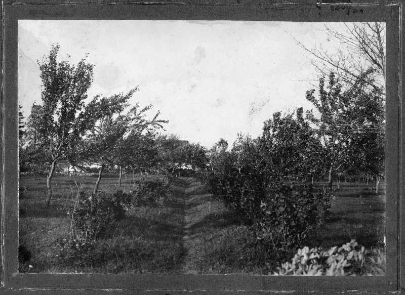 Takkasaare farm apple tree garden (100 trees, founded in 1895).