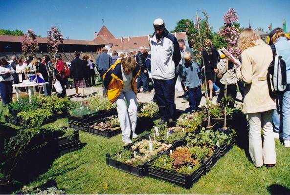 kevadlaat Narva linnuse territooriumil